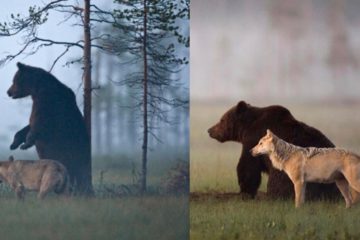 【深厚友誼】宛若童話故事！母狼和公熊每天約會　一起散步玩水分享食物